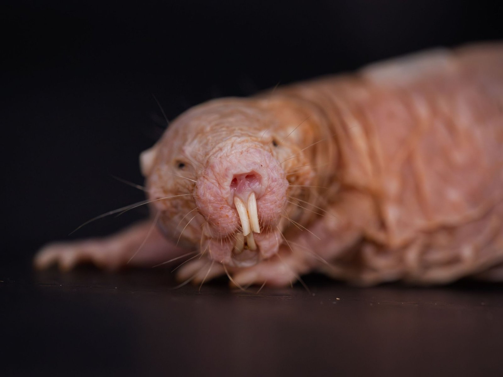 Egyptian scientists: The queen of naked mole rats rules her world “by smell” | Science | Al Jazeera Skip links Go to content Live broadcast