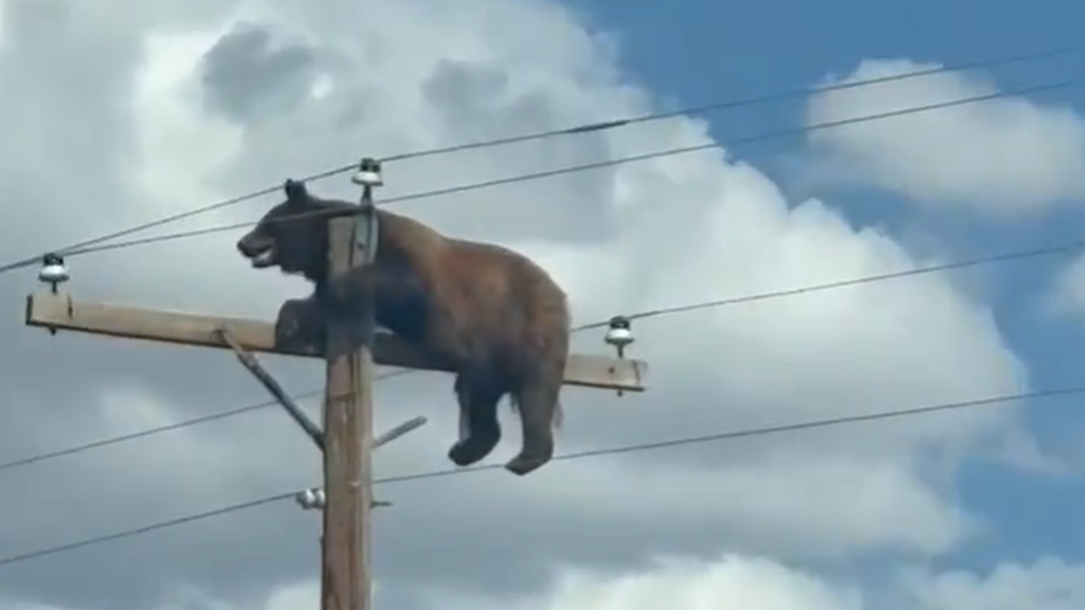 La vidéo d'un ours perché en haut d'un poteau électrique est devenue virale sur les réseaux sociaux. Un ours a été filmé perché sur un potea