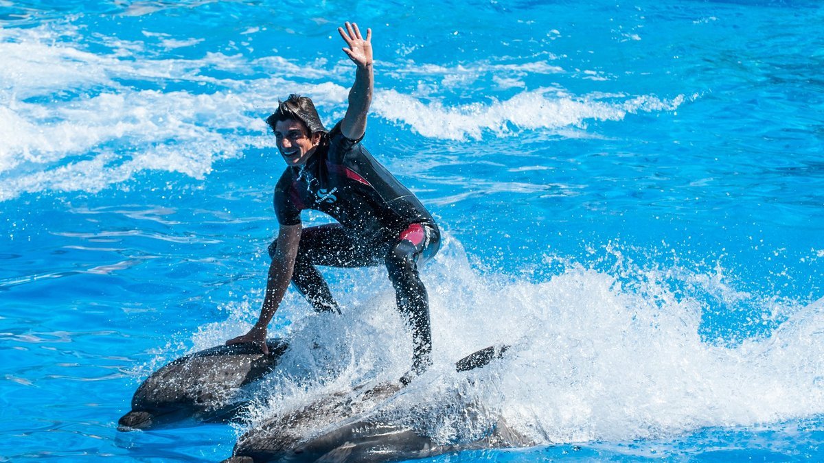 Le transfert de huit dauphins du parc Marineland d’Antibes vers un zoo de Malaga, en Espagne, a débuté dans la soirée du mercredi 22 juillet