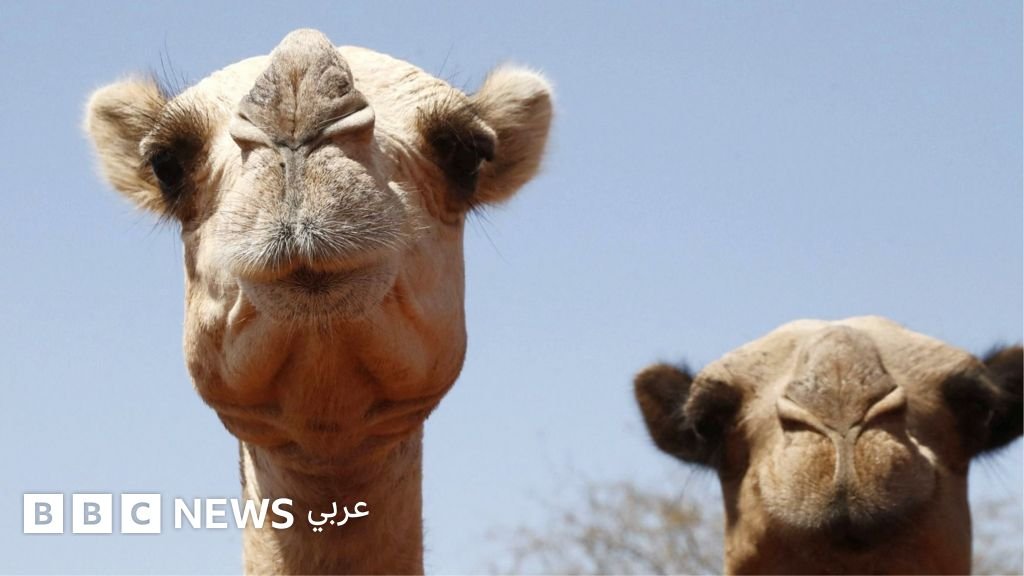 But a study based on the opinions of camel herders in southern Ethiopia, published in 2025, showed that rising temperatures and climate fluc