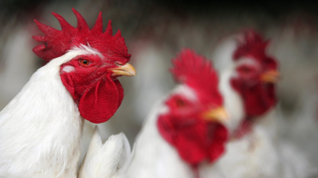The head of the Egyptian Poultry Producers Union, Mahmoud Al-Anani, confirmed that the spread of what is known as the “Al-Tayyibat diet” had