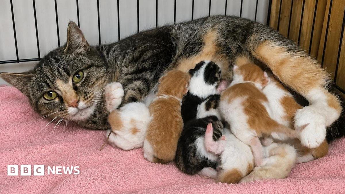 A cat rescue has been left "speechless" after a cat in their care gave birth to a kitten with two noses and two mouths. PurrfectlyFeral in L
