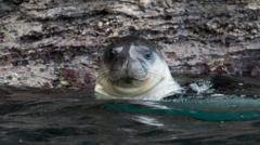 Il s’est avéré que « l’Île du Diable » était devenue un refuge pour la faune sauvage et offrait un refuge sûr à une espèce rare de phoque qu