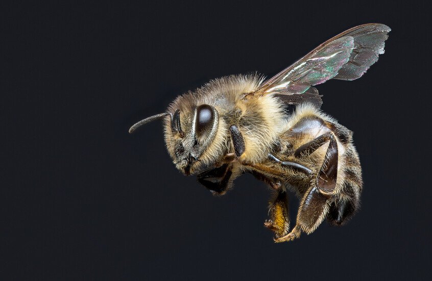 The study found that bee venom can enhance the effectiveness of standard treatment for Parkinson's disease, after experiments on mice showed