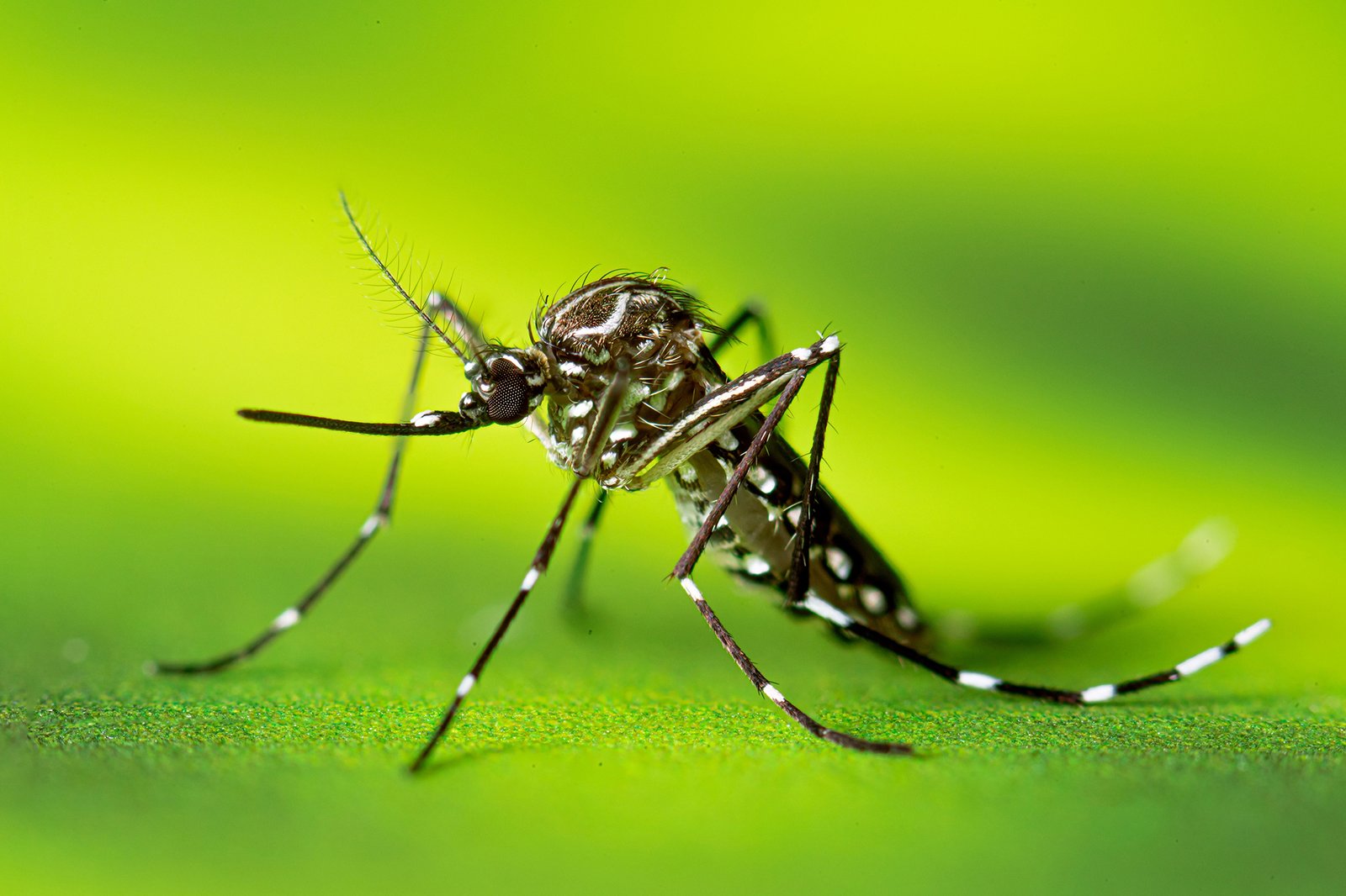 An invasive insect dubbed the yellow fever mosquito has been discovered for the first time in Castro Valley. FILE: A resting adult female Ae