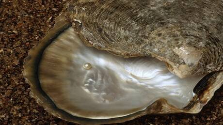 Des chercheurs russes ont étudié pour la première fois une perle fossile rare trouvée dans les sédiments du Crétacé de la région de Voronej,